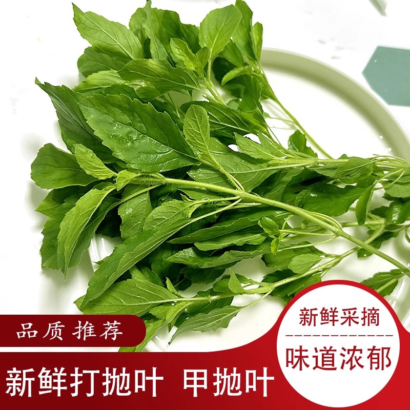 新鲜打抛叶甲塔抛叶炒肉沫噶抛泰