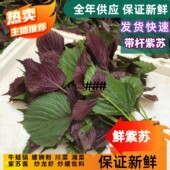 新鲜现摘紫苏叶带杆新鲜食用紫苏牛蛙鱼虾田螺蛳粉香料 增香去腥
