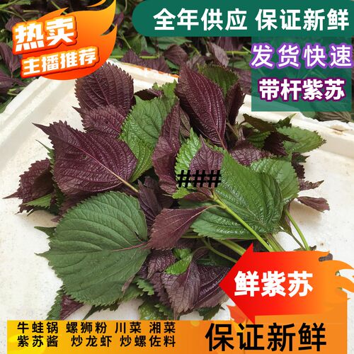 新鲜紫苏叶鱼虾牛蛙锅基地直发