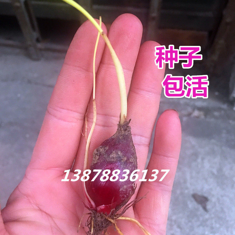 食补小红蒜根中草药红葱头珠葱可种植鸢尾科小红蒜 20棵种子包邮