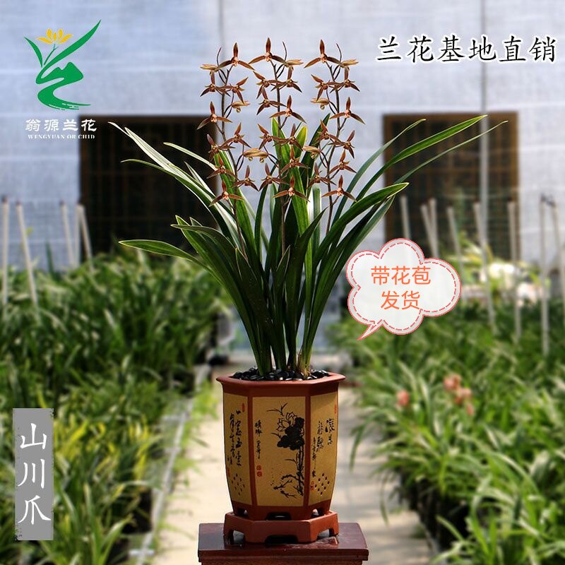 翁源兰花金边墨兰不带花 原盆原
