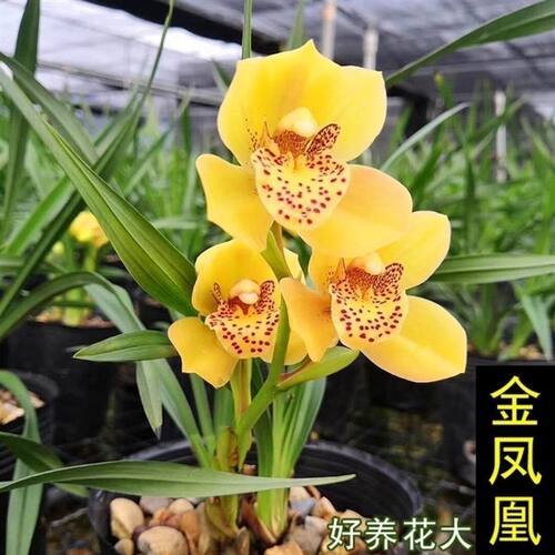 建兰金凤凰不带花苞好养室内绿植盆栽四季开花兰花原盆原土好养活