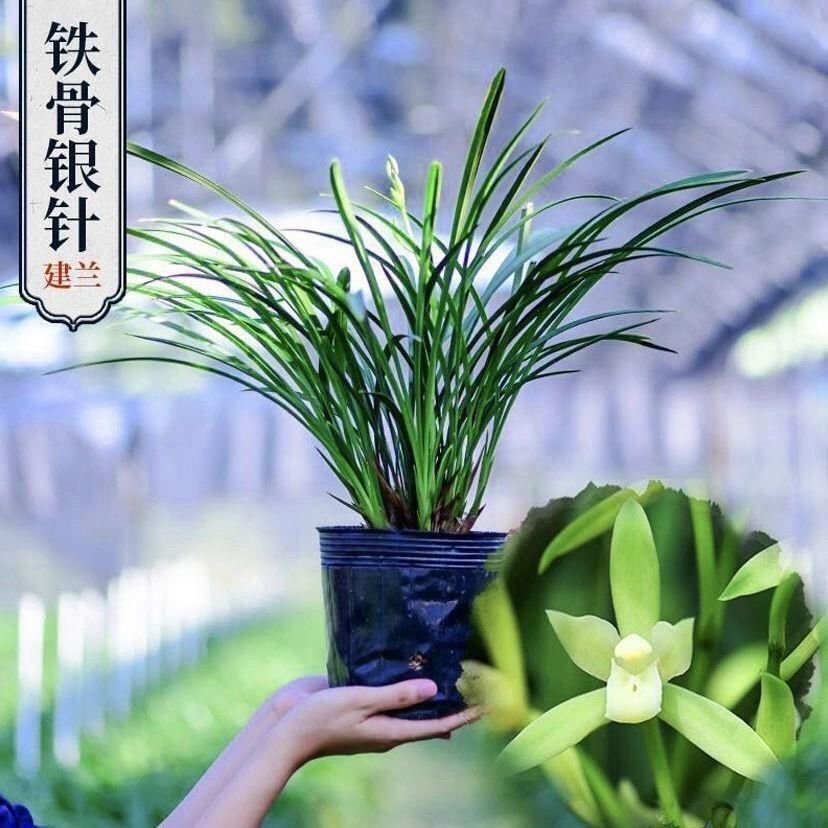 【铁骨素12苗不带花苞】四季开花原盆原土浓香型兰花客厅细叶兰
