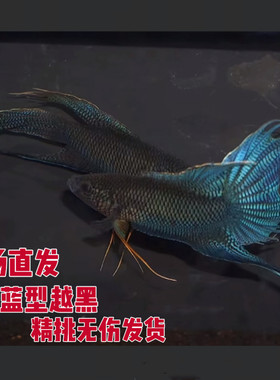 蓝型越黑中国斗鱼淡水冷水鱼
