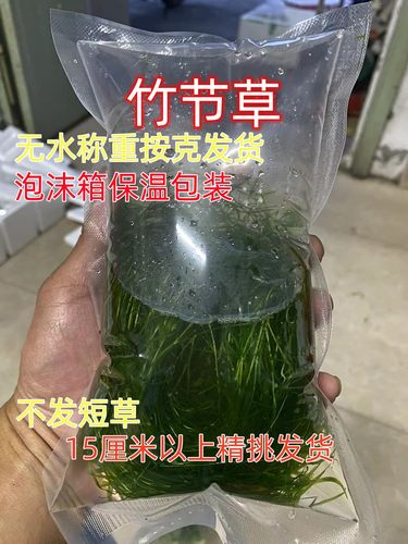 水草竹节草印度小竹节