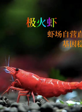 虾场直发观赏虾草缸虾米虾