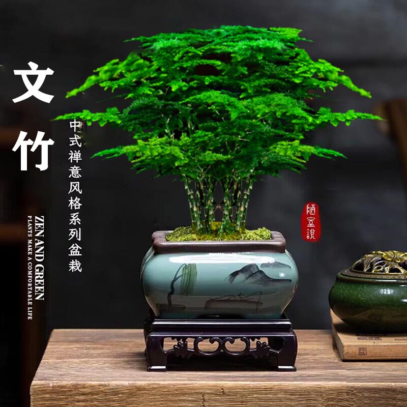 文竹盆栽室内云竹水培植物办公室桌面小绿植四季好养中式禅意盆景