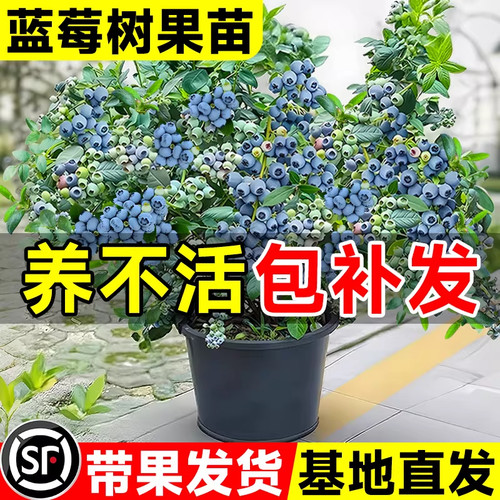 蓝莓树果苗盆栽蓝梅苗特大号带果