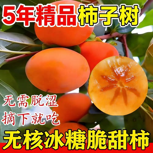 【全国可种】特大脆甜柿子苗树