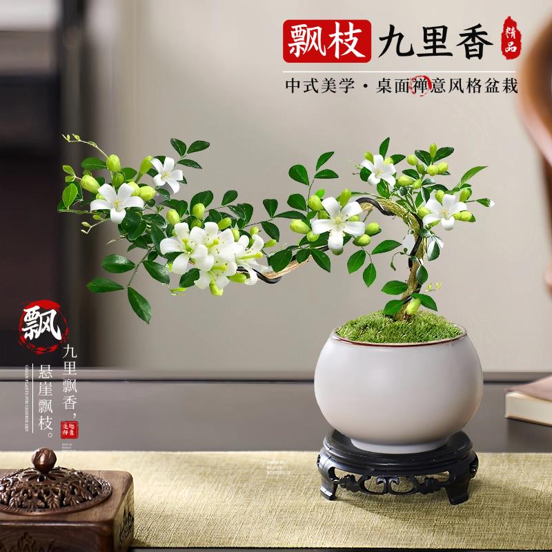 飘枝九里香盆景盆栽禅意