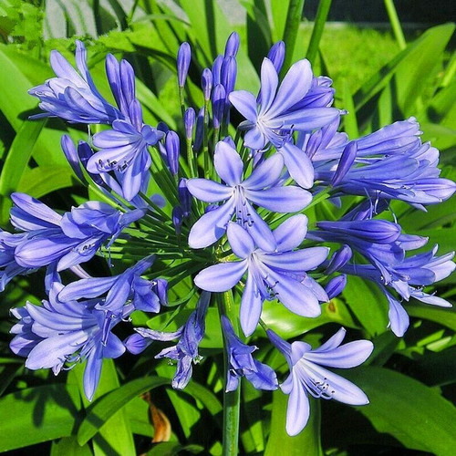 当年开花百子莲种球好养根块耐热耐寒花卉盆栽室内外净化空气阳台