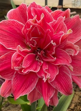 重瓣朱顶红种球花卉当年开花植物盆栽耐寒耐热室内外好养新手种球