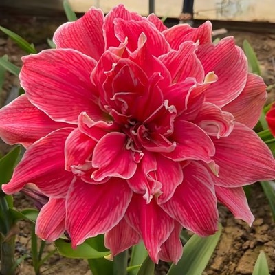 重瓣朱顶红种球花卉当年开花盆栽