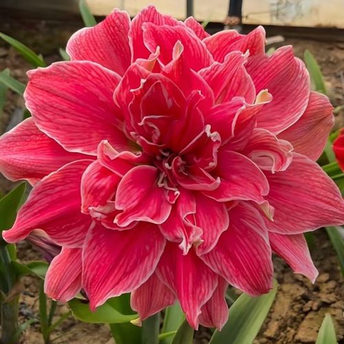 重瓣朱顶红种球花卉当年开花盆栽