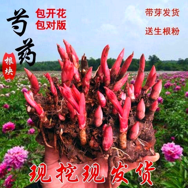 芍药花苗重瓣带芽大根块四季开花多年生室内庭院绿植观花盆栽耐寒 恒恒花卉绿植园艺 淘优券