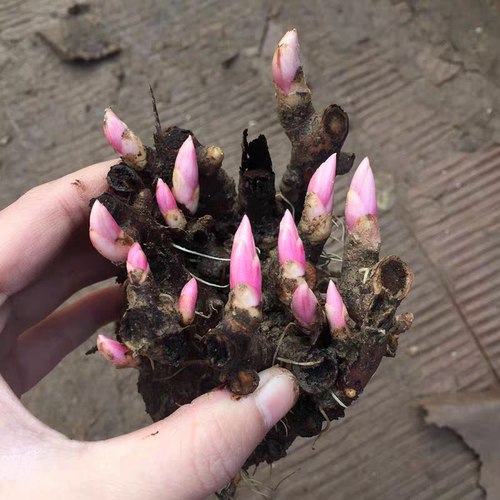 重瓣芍药花苗带芽根块四季花卉