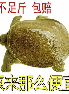 便宜甲鱼鲜活特产无公害外塘生态王八食用水鱼团鱼肥美稻田中华鳖