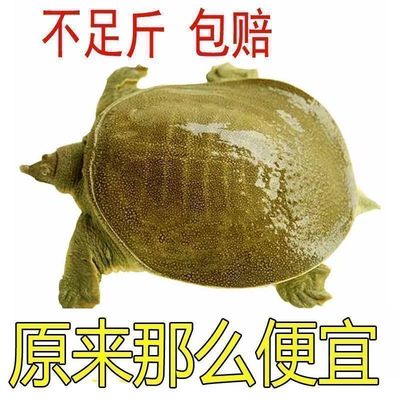 便宜甲鱼鲜活特产无公害外塘生态王八食用水鱼团鱼肥美稻田中华鳖