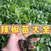 辣椒苗薄皮椒青皮椒朝天椒牛角椒长线椒阳台四季 盆栽蔬菜秧苗种子
