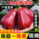 包邮 顺丰 正宗海南三亚黑金刚莲雾孕妇水果新鲜热带水果现摘