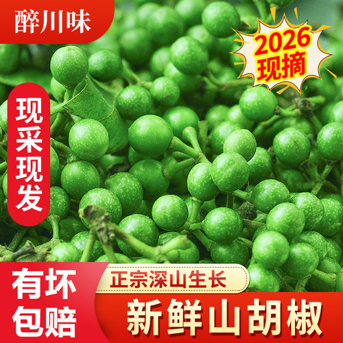 2026山胡椒新鲜木江子做山胡椒辣椒四川特产木姜子食用现采