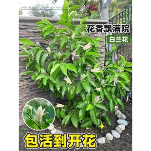 白兰花盆栽带花苞矮桩白兰花大树苗浓香黄角兰室内庭院白玉兰树苗