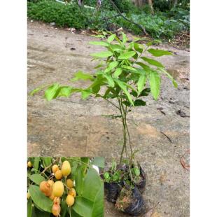 无患子树苗洗手果树鬼见愁树绿化树木患子大树植物镇宅保平安