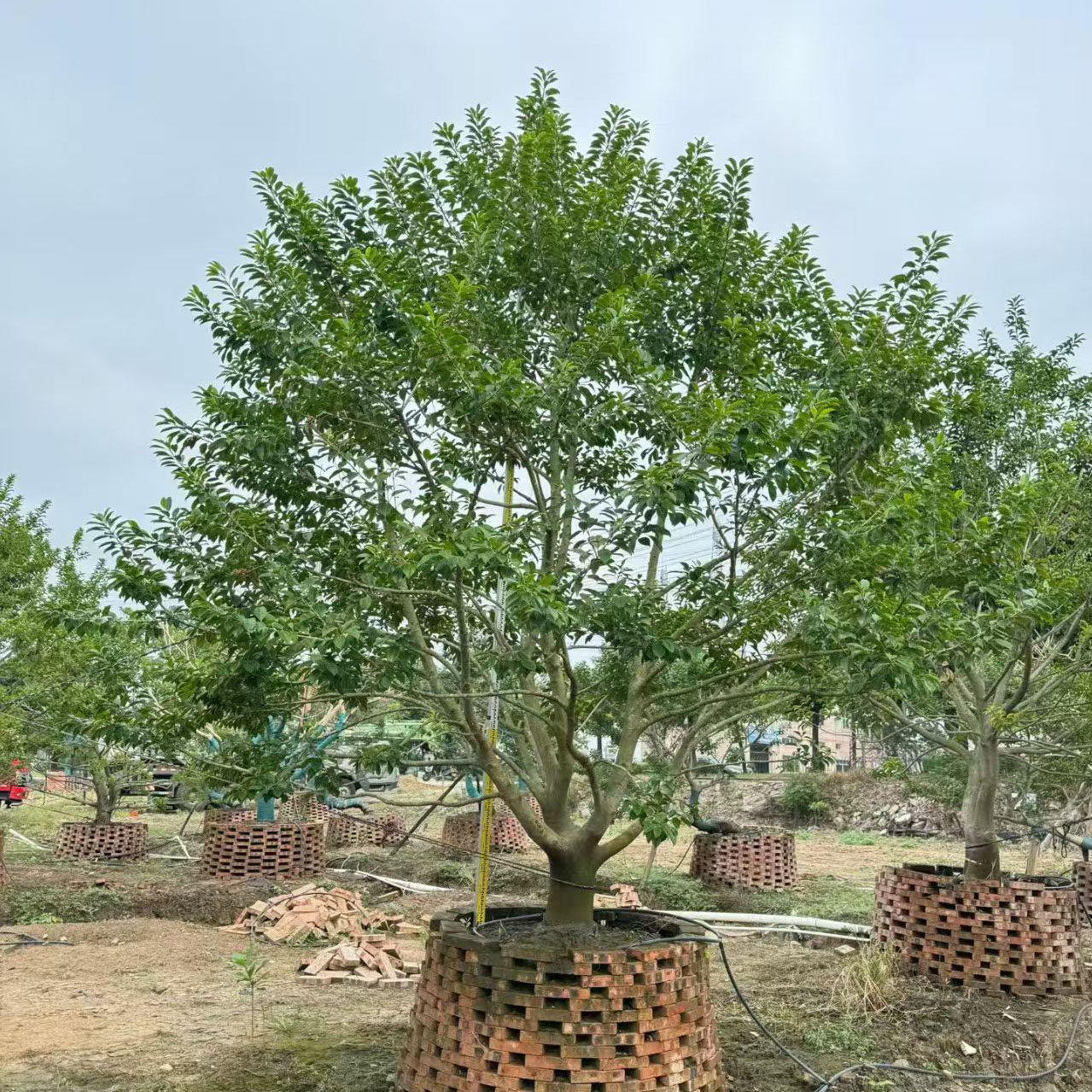 铁冬青树苗红果冬青白银木万紫千红庭院常绿风景树主景树