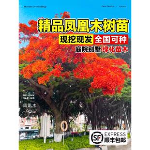 凤凰树小苗名贵庭院风景树凤凰木树苗四季绿化植物盆栽树苗红花楹