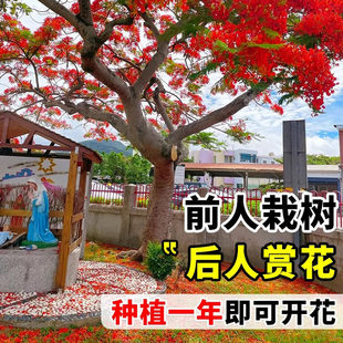 凤凰木树苗红花楹常绿不落叶名贵风景树别墅庭院绿化盆栽耐寒树苗