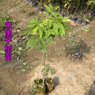 无患子树苗洗手果树鬼见愁树绿化树木患子大树植物镇宅保平安