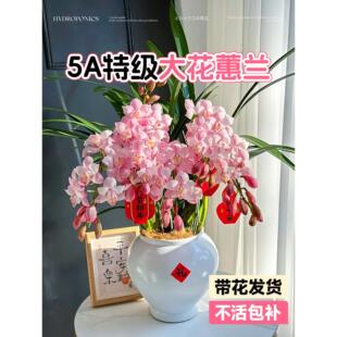 大花蕙兰盆栽带花苞年宵花兰花植物室内鲜花花卉客厅绿植耐寒惠兰