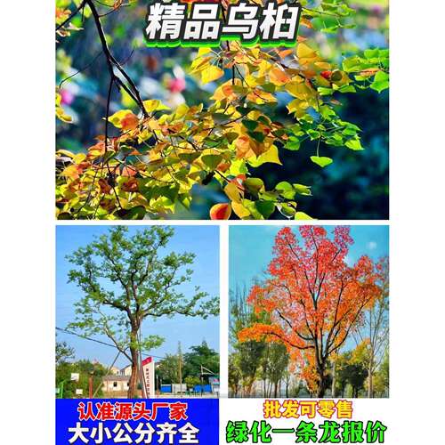 乌桕树苗红叶乌桕树名贵苗木庭院绿化风景树腊子树彩叶树山乌桕
