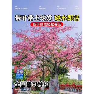 木棉花树苗红花美丽木棉庭院盆栽地栽四季风景树植物大腹老桩苗木