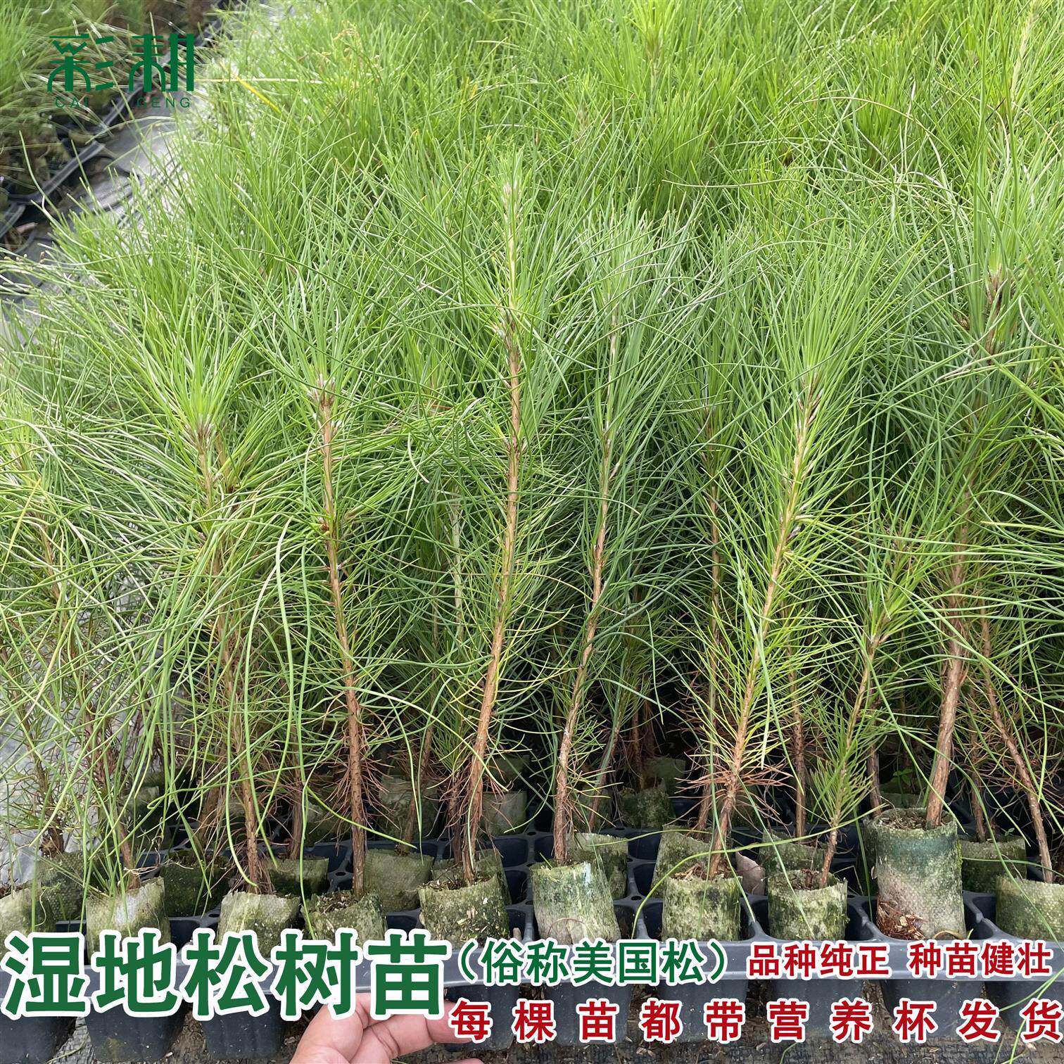 湿地松树苗 割油松苗 高脂松木苗造林复绿用材树国外松美国松树苗
