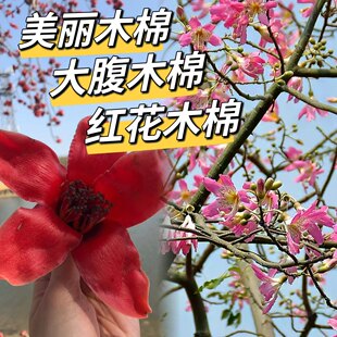 美丽异木棉树苗  美人树苗大腹木棉苗 酒瓶树行道庭院绿化风景树