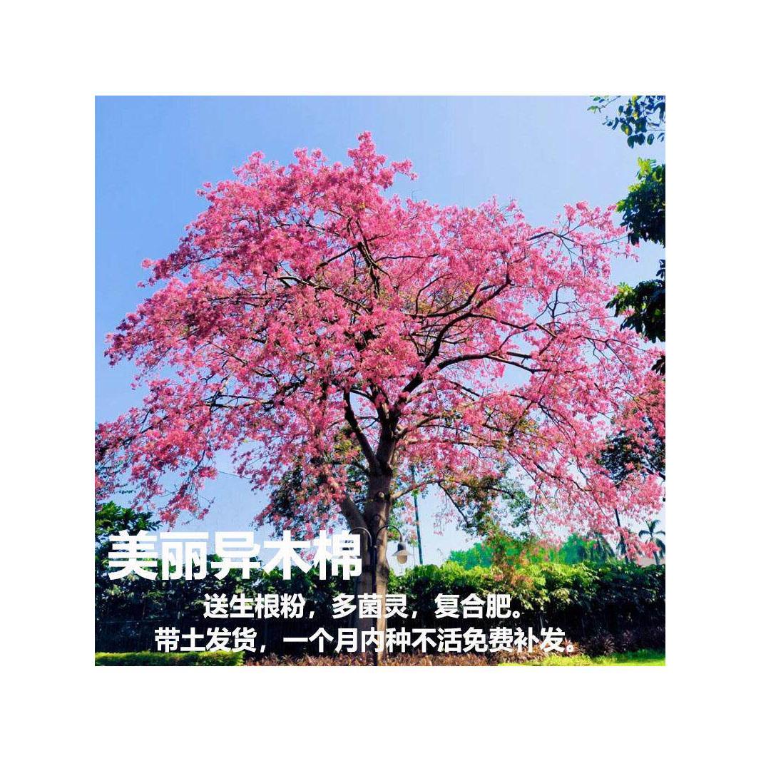 美丽异木棉树苗大腹木棉红花木棉庭院绿化花树风景树大肚子美人树
