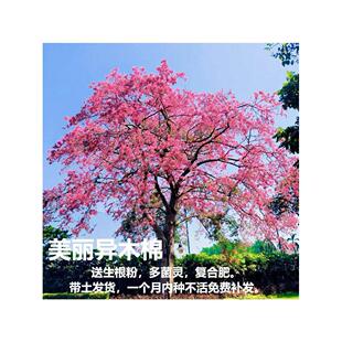美丽异木棉树苗大腹木棉红花木棉庭院绿化花树风景树大肚子美人树