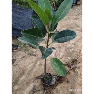 大叶榕树苗高山榕苗四季常青耐寒榕树观赏盆景苗室内盆栽绿植