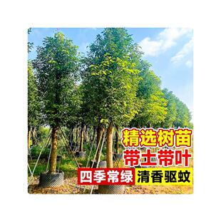 香樟树苗大树龙脑香樟木小苗驱蚊防虫四季常青南北方工程绿化苗木