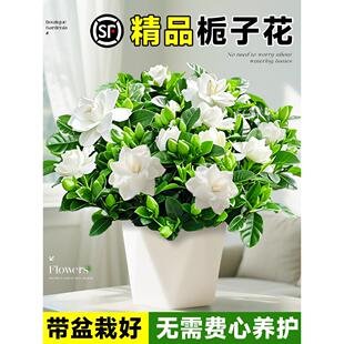 栀子花盆栽四季树苗开花卉带花苞浓香型大叶独杆枝枝花水培绿植物