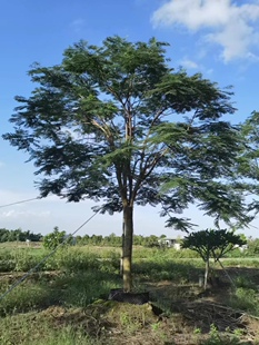 凤凰木树苗红花楹小苗金凤花大树名贵风景树庭院绿化盆栽四季常绿