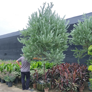 银叶金合欢树苗大树盆景户外绿植耐寒耐热别墅花园庭院四季植物