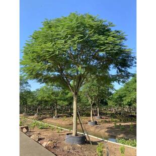 凤凰花树苗庭院别墅室外风景树红花楹树室外门前景观树凤凰木树苗