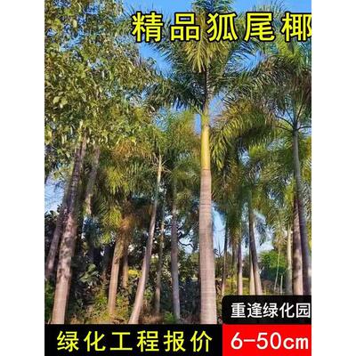 狐尾椰子树苗盆栽绿植棕榈苗耐旱耐寒植物室外盆景常青庭院绿化树