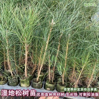 湿地松树苗 美国松树苗 造林用材树割油松 松苗国外松苗松木树苗