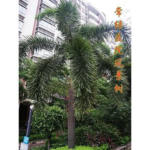 狐尾椰子树苗庭院风景树门前绿化树棕榈树大树耐寒四季常青景观树