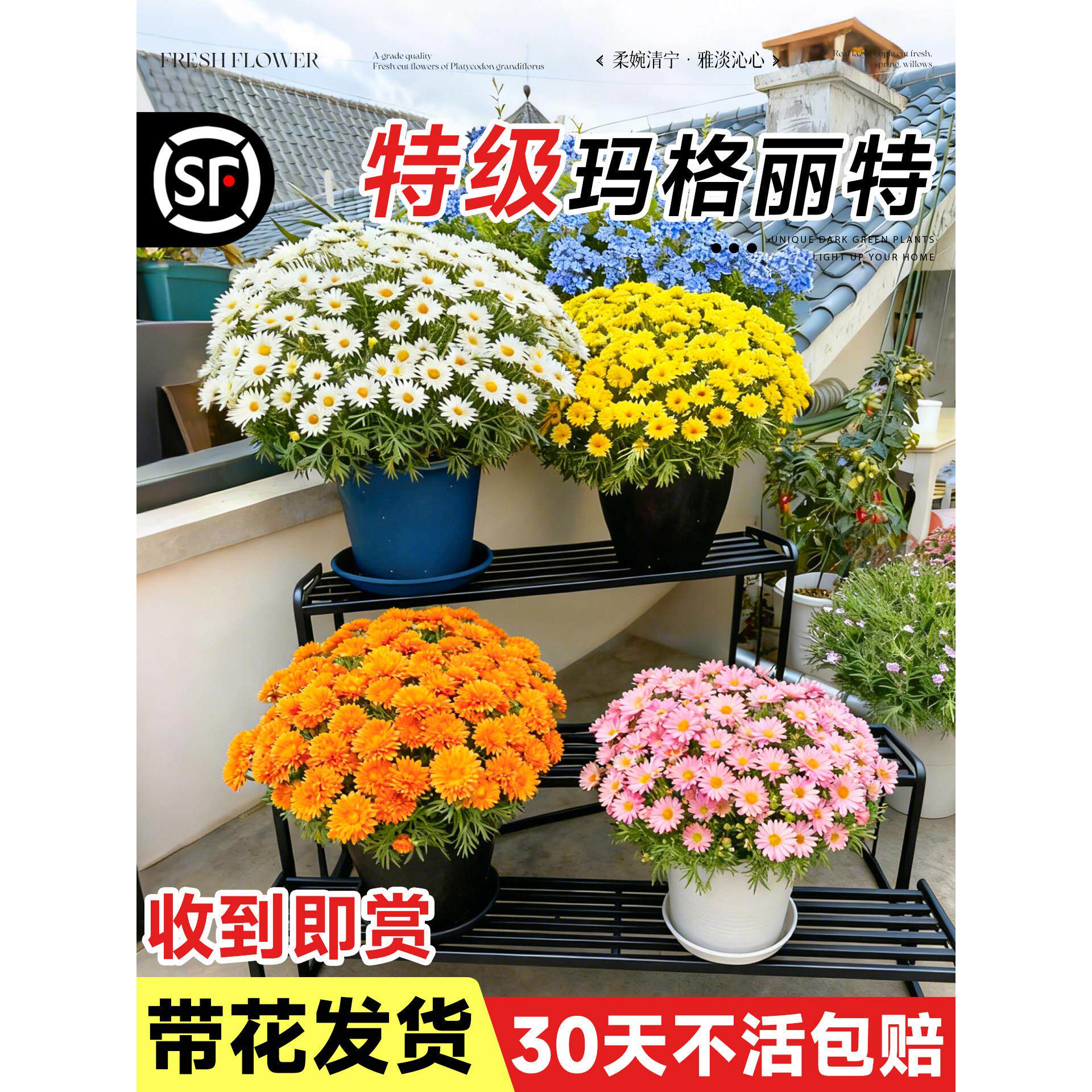 玛格丽特花苗带花盆栽菊花室外阳台庭院小雏菊糖果四季好养活花卉