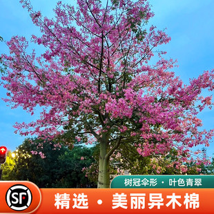 美丽异木棉红花木棉树苗盆栽大腹木棉观赏名贵风景树别墅绿化树苗