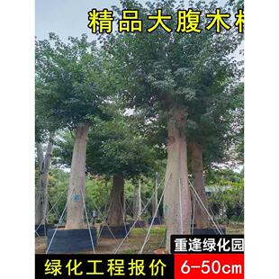 大腹木棉树苗美丽异木棉树苗庭院花树公园绿化风景树花卉植物地栽
